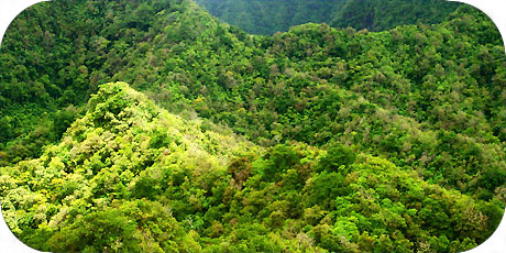 >>> Rainforest, the typical interior of Rarotonga / photo © cookislands.com