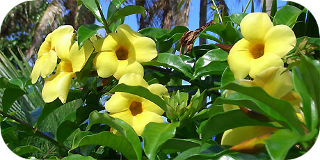 Yellow Allamanda a.k.a Pua and a.k.a. Fagraea ( in latin: allamanda cathartica - in maori : Tiare Pua )