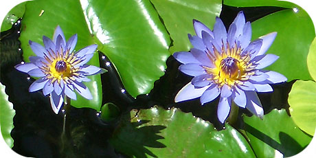 The sophisticated blue water lily - you´ll find them at the Edgewater Resort