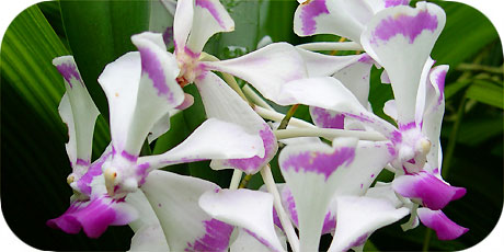Orchids