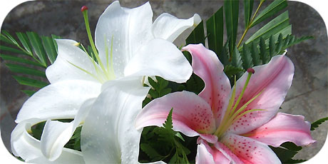 White and rose christmas Lily ( in latin: lilium longiflorum cultivar - in maori : Tiare Riri Iotepa )