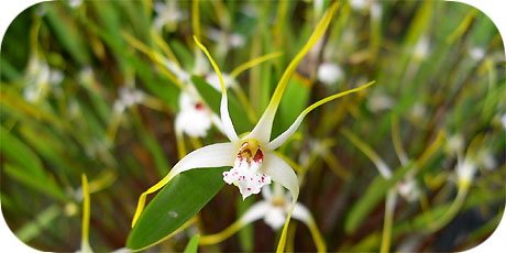 White Orchid ( in latin: brassia verrucosar )