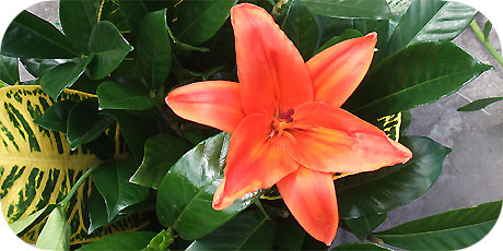 Lily in orange