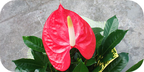 Red Anthurium flower ( in latin: anthurium andraeanum )