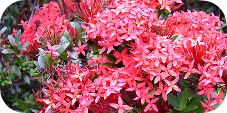 Giant red Ixora ( in latin: ixora casei )