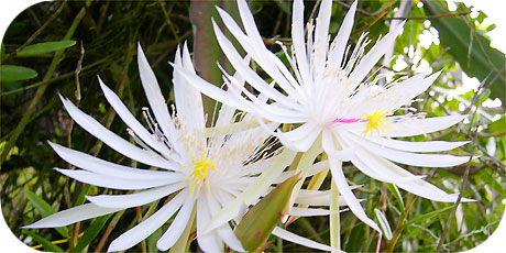 Queen of the night cactus (smells nicely from approx. 08:00 pm) ( in latin: epiphyllumoxypetalum - in maori : Tiare Ora-Varu)