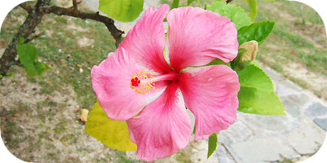  Beautiful pink Hibiscus - one of the most common flowers on Rarotonga ( in latin: hibiscus rosa-sinensis cultivar - in maori : Tiare Kaute )