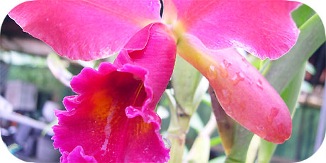 Orchid in rose