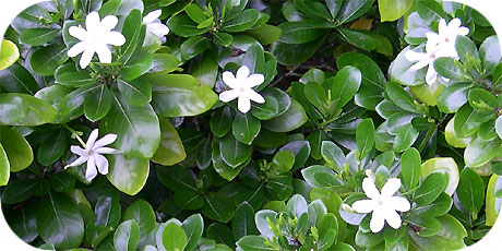  Amazing Tiare Maori - you&acute;ll find them in bushes everywhere on Rarotonga ( in latin: gardenia teitensis - in maori : Tiare Maori )