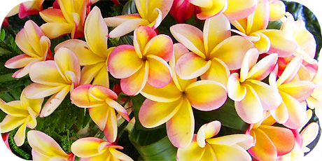 The colourful yellow / white Tipani - you&acute;ll find them on bushes & trees ( in latin: plumeria rubra cultivar - in maori : Tiare Tipani &acute;Ara&acute;iti )