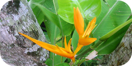 Orange Parrot flower ( in latin: heliconia psittacorum - in maori : Tiare Parata&acute;ito)