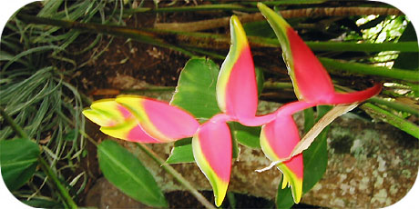  Hanging Heliconia a.k.a. as Bird of Paradise ( in latin: heliconia rostrata - in maori : Tiare Parata&acute;ito )