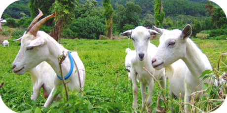 goats on a ranch close to Muri