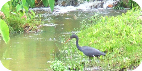 grey heron fishing in the stream at Muri