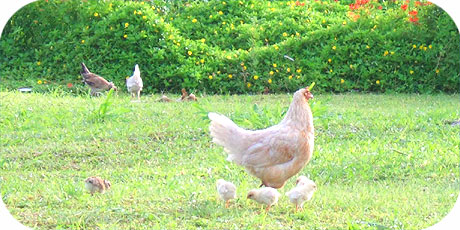 Hen with chicken - wonder where the rooster is ?