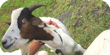 friendly goat above Te Aponga Uira in Avarua
