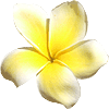 Yellow Tipani ;-)