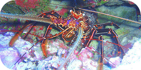 >>> Crayfish © Pacific Divers