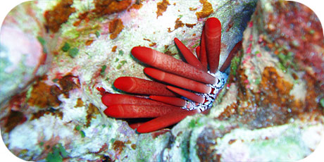 >>> Pencil sea urchin at night © Pacific Divers