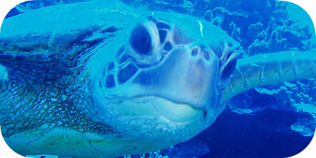 >>> Curious turtle © Pacific Divers