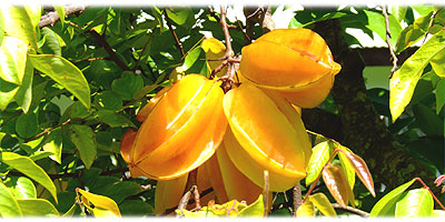 >>> Delicious starfruits are growing wild on the island &copy; Archi