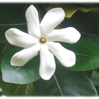>>> Tiare Maori flower &copy; Archi