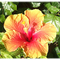 >>> Orange red Hibiscus &copy; Archi